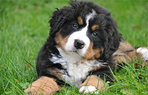 Puppy image for pet Homeopathy